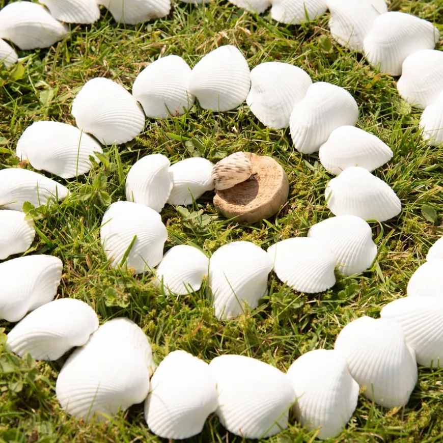 White Seashells 2.5l