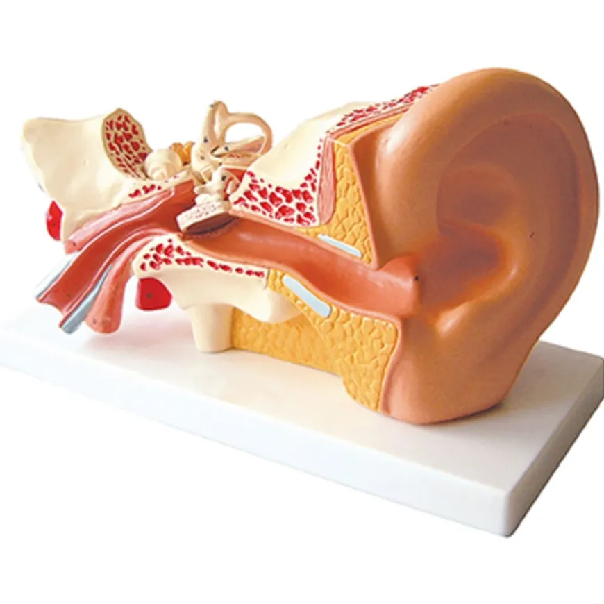 4x Life Size Human Ear Model
