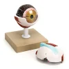 3x Life Size Human Eye Model