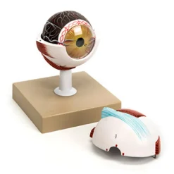 3x Life Size Human Eye Model