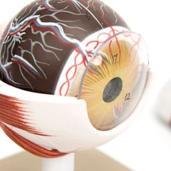 3x Life Size Human Eye Model